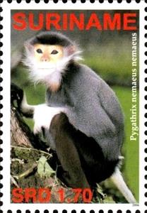 Stamp, Pygathrix nemaeus, Suriname,  , Monkeys