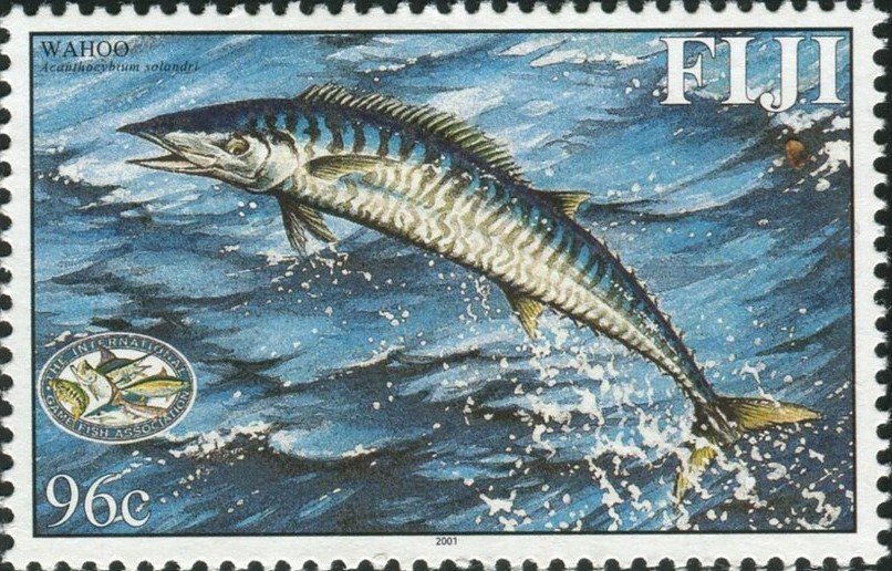 Wahoo (Acanthocybium solandri)