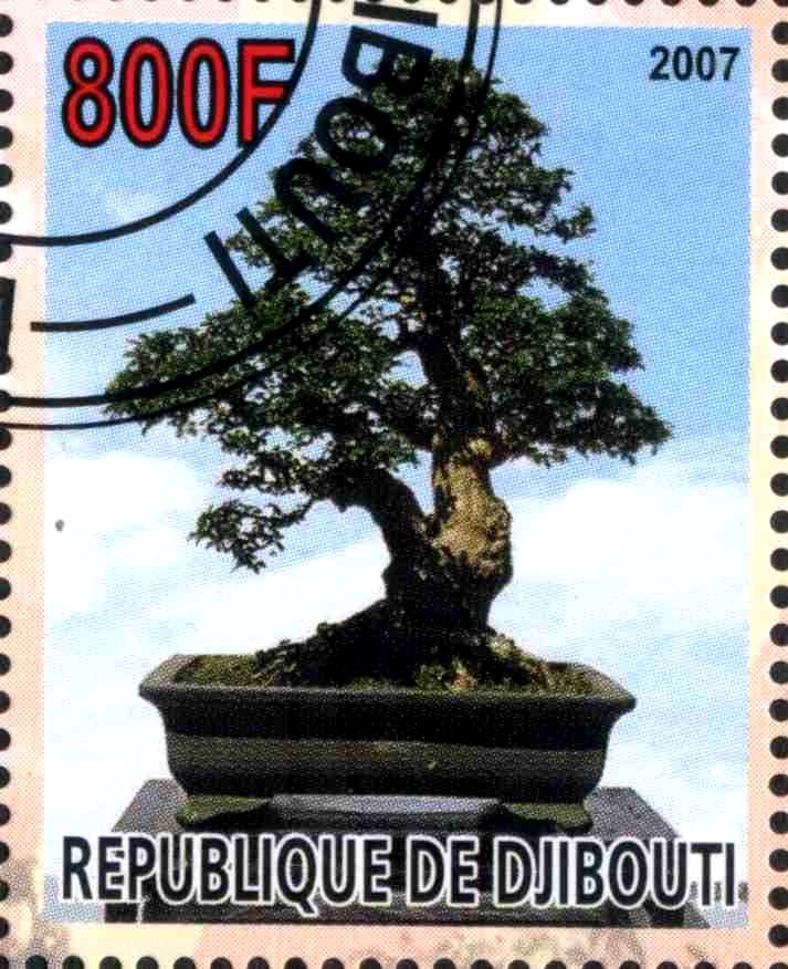 Bonsai