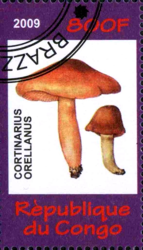 Cortinarius Orellanus