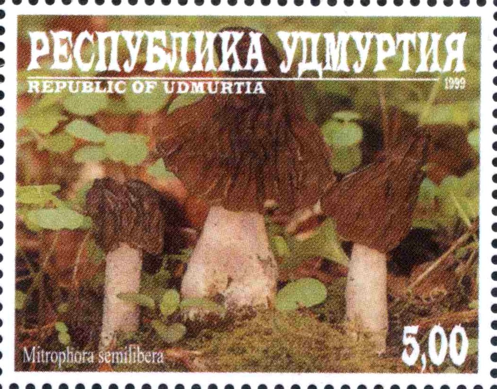 Mitrophora semilibera