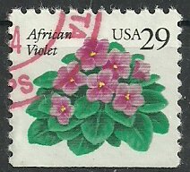 African Violet
