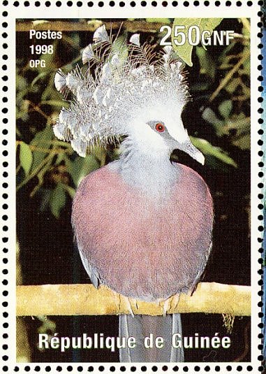 Western Crowned Pigeon    Goura cristata