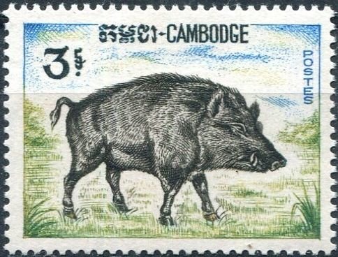 Wild Boar (Sus scrofa) 