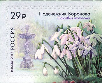Snowdrop Voronov