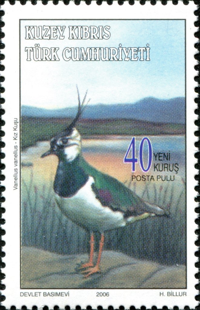 Northern lapwing (Vanellus vanellus)