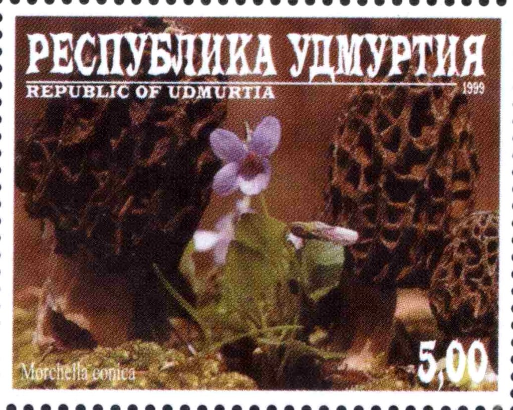 Morchella conica