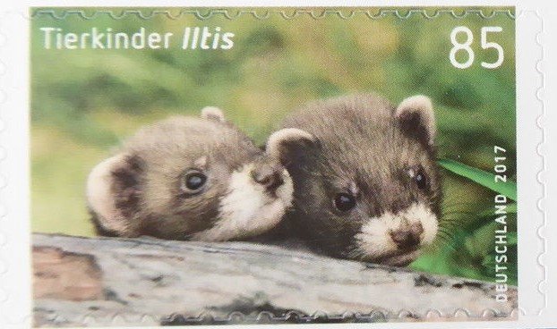 European Polecat (Mustela putorius)