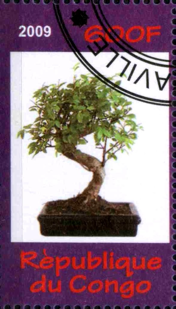 Bonsai