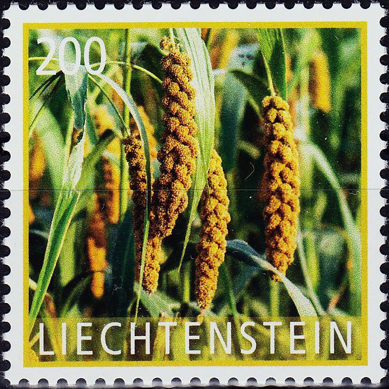 Pistol millet (Setaria italica)