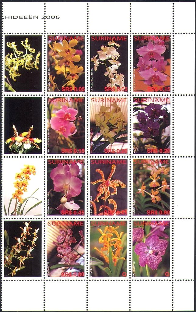 Orchids