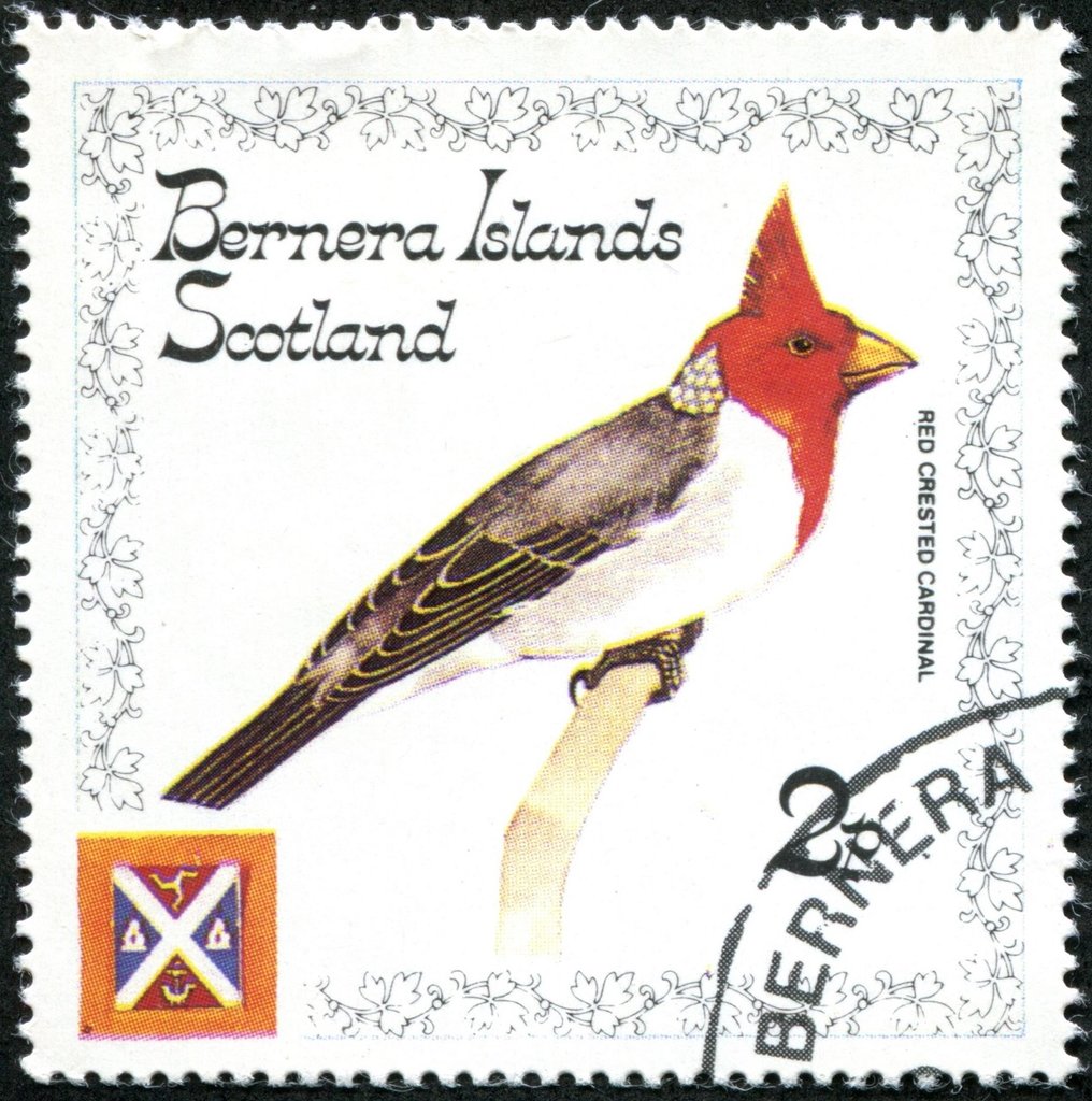 Red Crested Cardinal (Paroaria coronata)