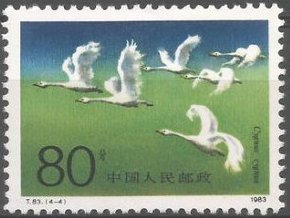 Stamp, Cygnus cygnus, China, People's Republic,  , Animals (Fauna), Birds, Swans