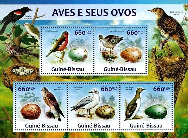 Birds and their Eggs