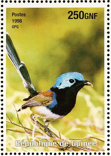 Lovely Fairywren    Malurus amabilis
