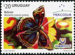 Stamp, Multicolor (Mechanitis lysimnia lysimnia), Uruguay,  , Animals (Fauna), Butterflies, Insects