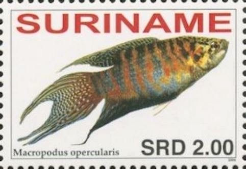 Macropodus opercularis