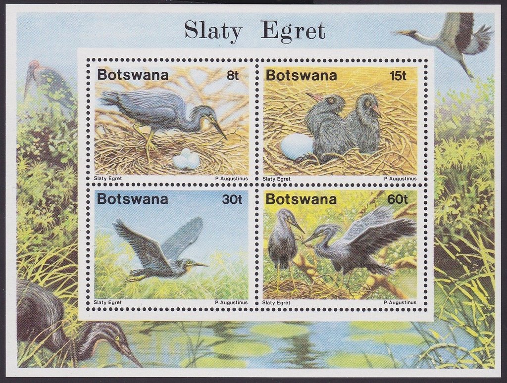Slaty Egrets