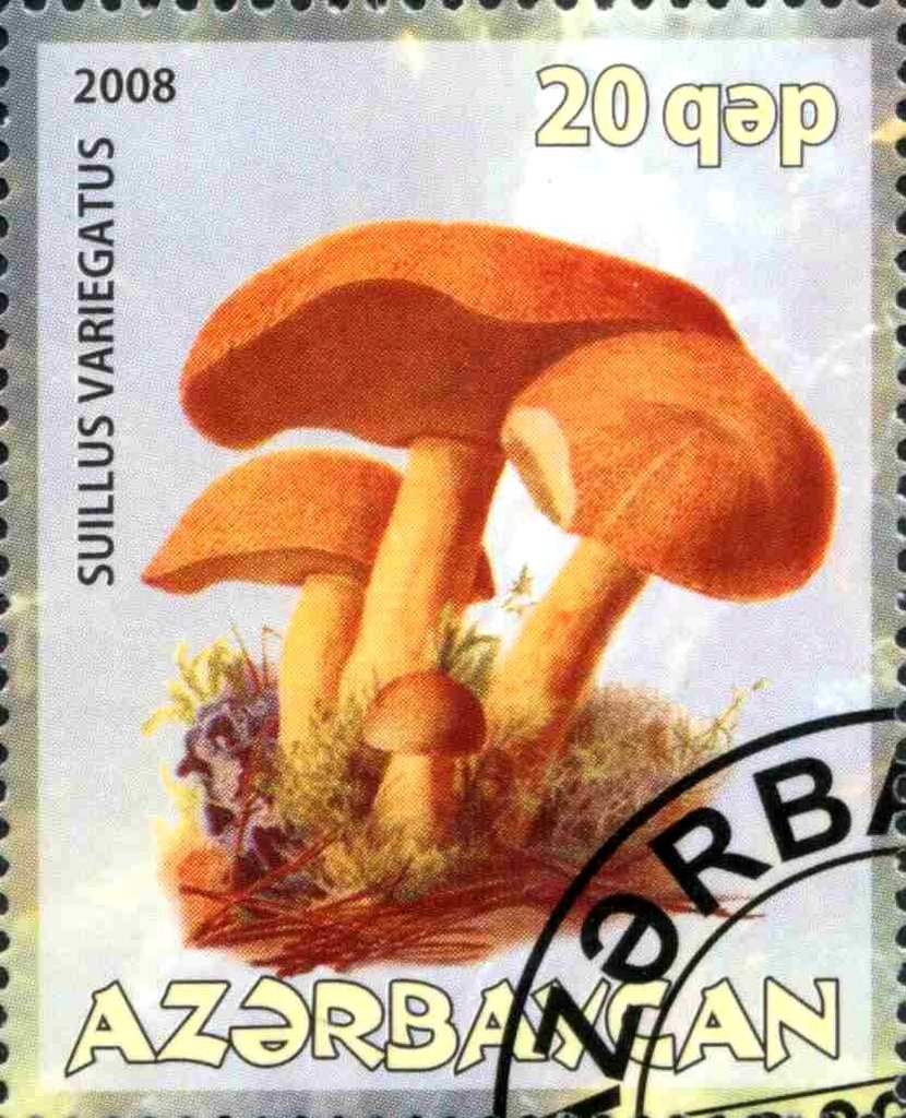 Suillus Variegatus