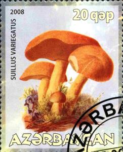 Stamp, Suillus Variegatus, Cinderellas,  , Mushrooms