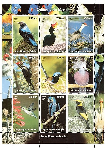 Birds