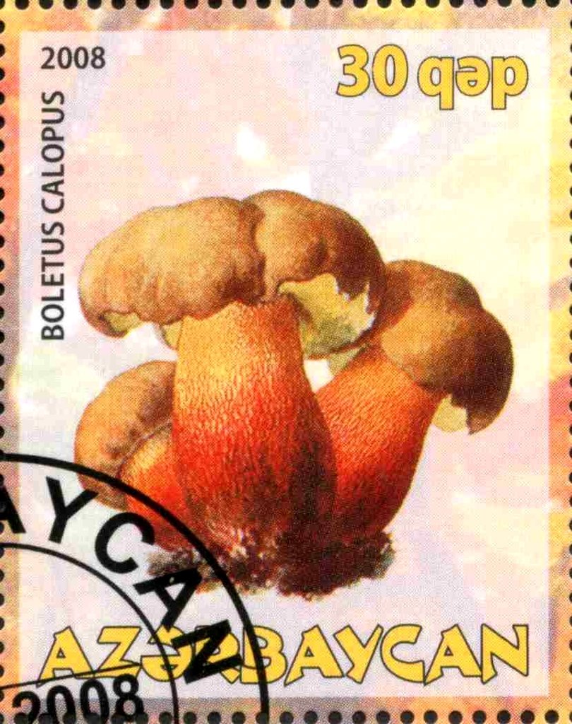 Boletus Calopus