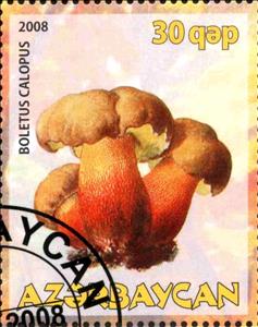 Stamp, Boletus Calopus, Cinderellas,  , Mushrooms