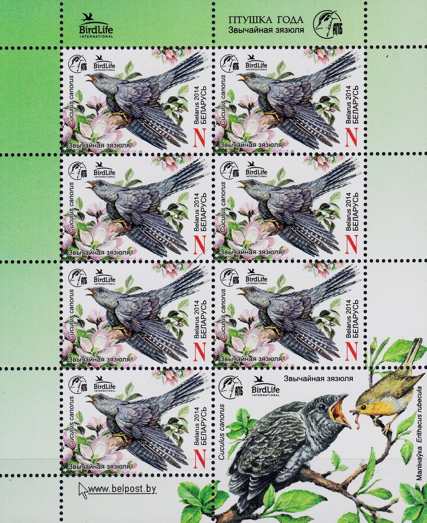 Common Cuckoo (Cuculus canorus)