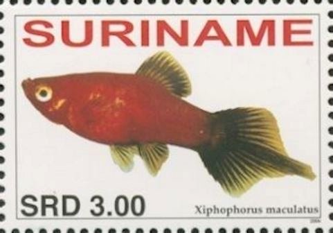 Xiphophorus maculatus
