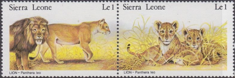 Lions.