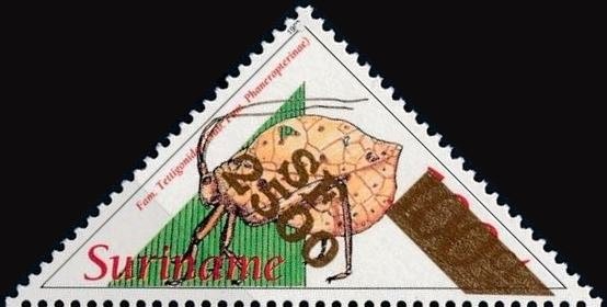Cycloptera cycloptera (Overprinted)