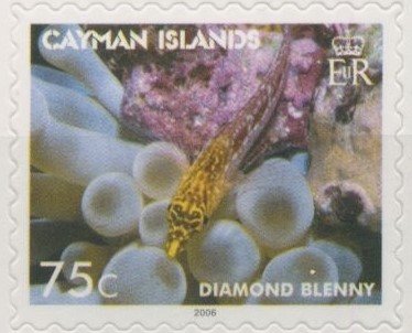 Diamond Blenny (Malacoctenus boehlkei)