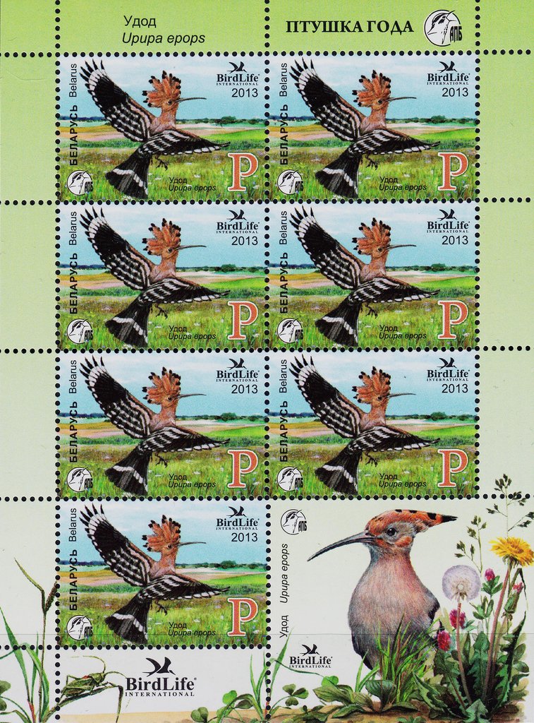 Eurasian Hoopoe (Upupa epops)