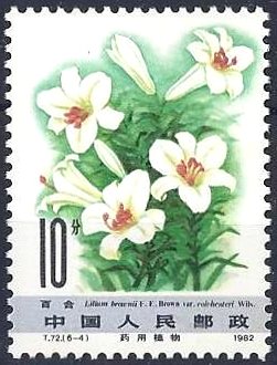 Lilium brownii