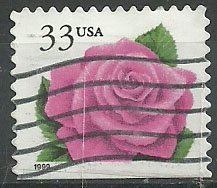Coral Pink Rose