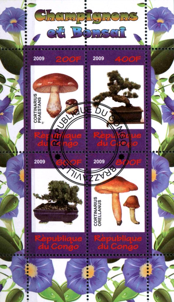 Champignons et Bonsai