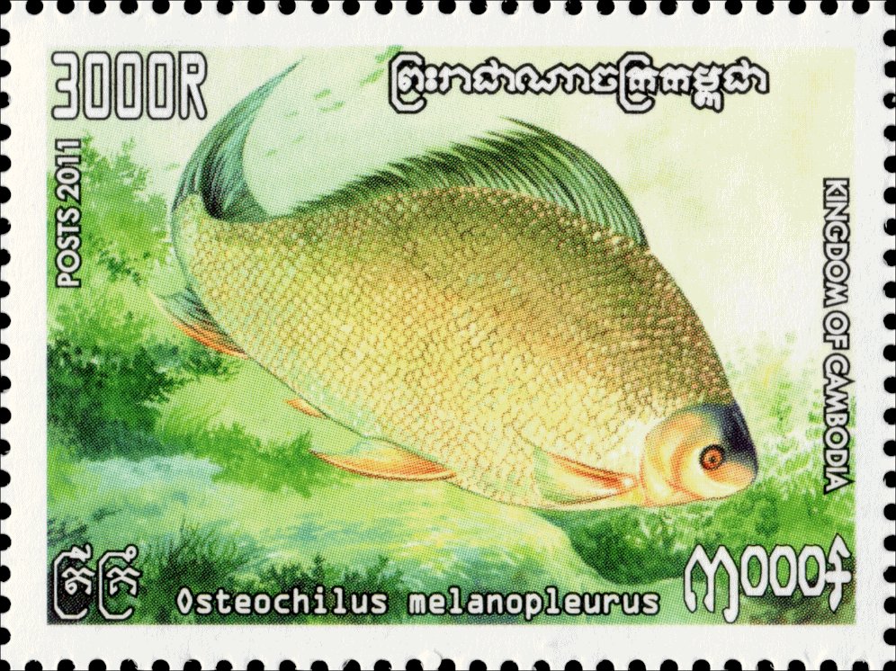 Barb (Osteochilus melanopleurus)