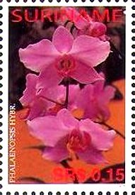 Phalaenopsis hybrid