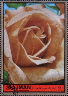 Stamp, Grey pearl, Ajman,  , Flowers, Roses