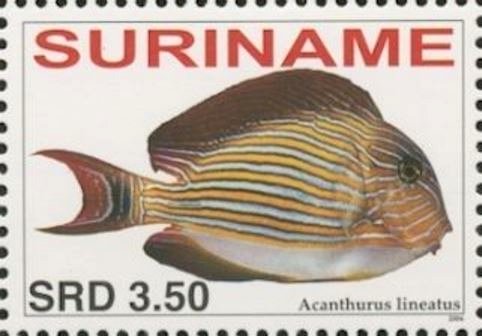 Acanthurus lineatus