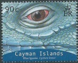 Blue Iguana (Cyclura nubila lewisi)