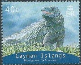 Blue Iguana (Cyclura nubila lewisi)