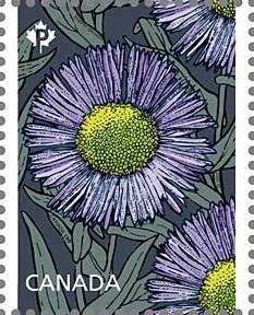 Erigeron speciosus