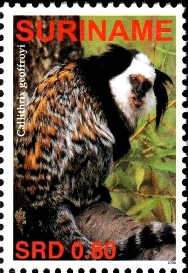Callithrix geoffroyii