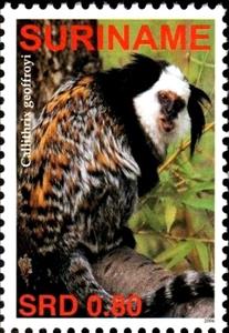 Stamp, Callithrix geoffroyii, Suriname,  , Monkeys