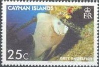 Gray Angelfish (Pomacanthus arcuatus)