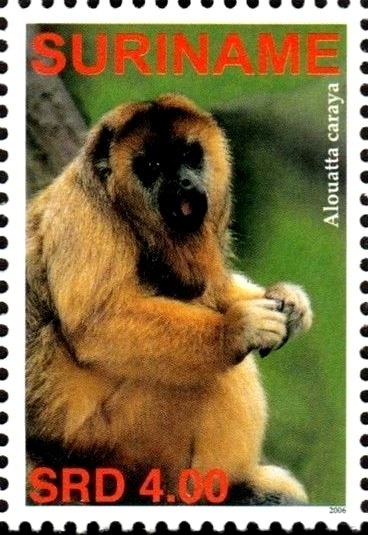Alouatta caraya