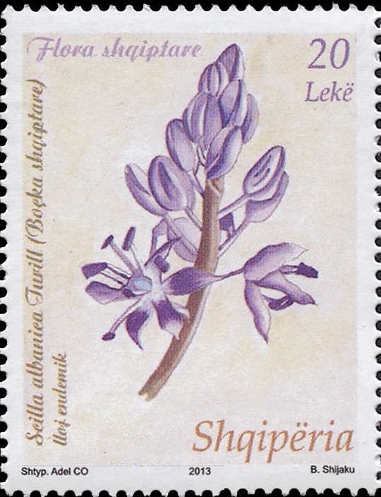 Squill (Scilla albanica)