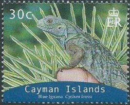 Blue Iguana (Cyclura nubila lewisi)