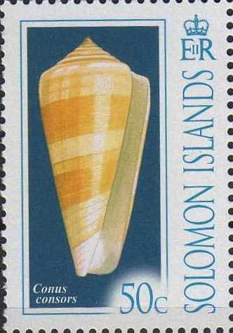 Conus consors